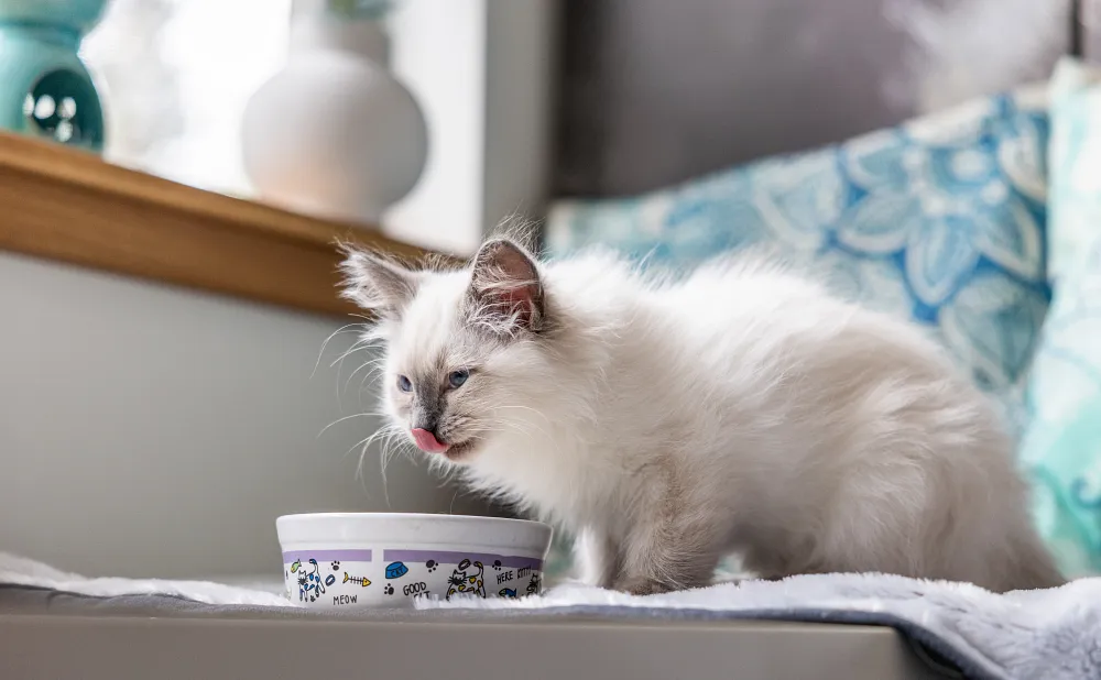 Best Premium Cat Food in Canada | ACANA&trade;